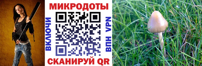 где можно купить наркотик Судак Галлюциногенные грибы Psilocybe